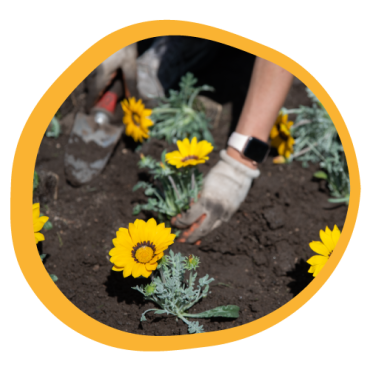 flower Volunteer planting flowers